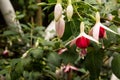 Fuchsia LadyÃ¢â¬â¢s Eardrops flowers in the garden Royalty Free Stock Photo